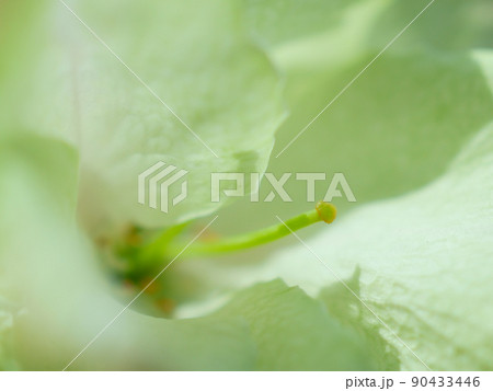 緑のサクラの花びらのクローズアップイメージ 緑のサクラの花びらのクローズアップイメージ 90433446