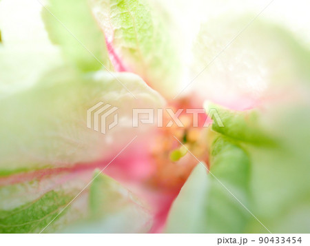 紅くなり始めた緑の桜の花びらのクローズアップイメージ 90433454