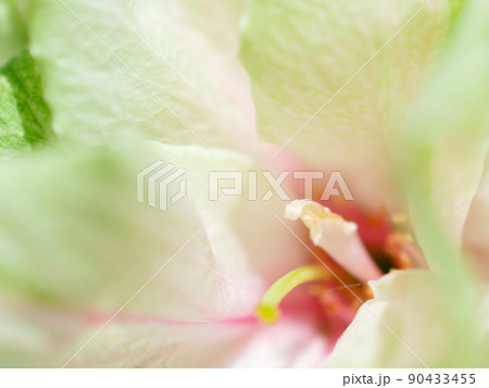 紅くなり始めた緑の桜の花びらのクローズアップイメージ 紅くなり始めた緑の桜の花びらのクローズアップイメージ 90433455