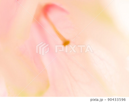 紅変した緑の桜の花びらのクローズアップイメージ ソフトフォーカス 紅変した緑の桜の花びらのクローズアップイメージ ソフトフォーカス 90433596