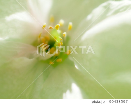 緑のサクラの花びらのクローズアップイメージ ソフトフォーカス 緑のサクラの花びらのクローズアップイメージ ソフトフォーカス 90433597