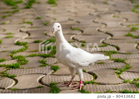 White domestic pigeon stands on the path at backyard 90433682