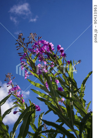 Blooming Willow herb, Ivan tea on blue sky. Willow-herb meadow. willow-herb tea, Blooming Willow herb, Ivan tea on blue sky. Willow-herb meadow. willow-herb tea, 90433963