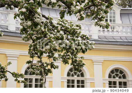 Apple trees flowers. Spring blossom. Blossom tree over nature background Apple trees flowers. Spring blossom. Blossom tree over nature background 90434049