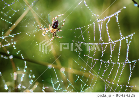 Large spider in the web Large spider in the web 90434228