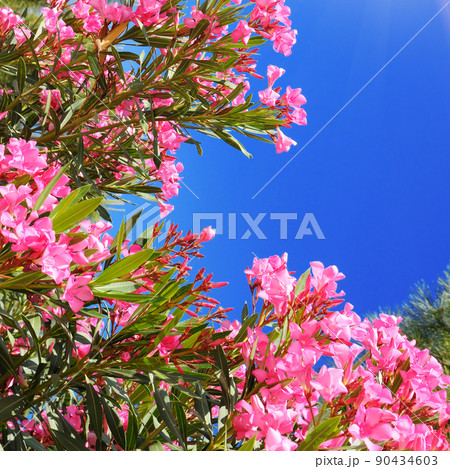 Pink oleander against the sky. Pink oleander against the sky. 90434603