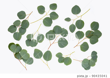 Green leaves of eucalyptus on white Green leaves of eucalyptus on white 90435041