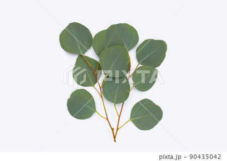 Green leaves of eucalyptus on white Green leaves of eucalyptus on white 90435042