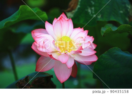 ハス スイレン 蓮 90435158