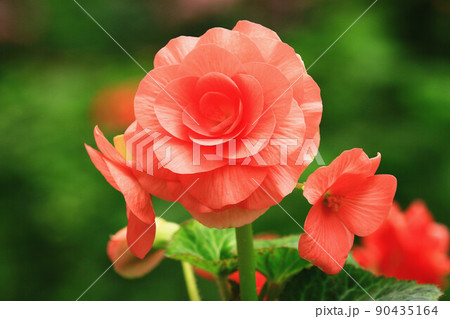 植物 工場 プランツ 90435164