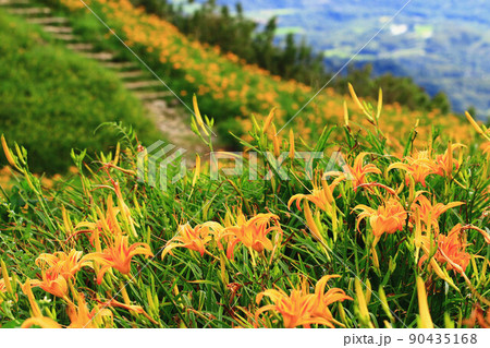 ニッコウキスゲ キスゲ デイリリー 90435168