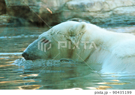仙台 八木山動物園のホッキョクグマ 仙台 八木山動物園のホッキョクグマ 90435199