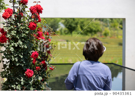 中之条ガーデンズ　ローズガーデン 90435361