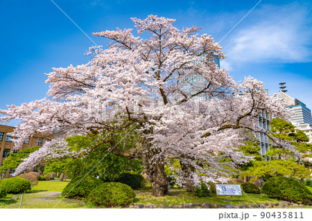 満開の桜と青空 東北大学片平キャンパス(宮城県仙台市) 満開の桜と青空 東北大学片平キャンパス(宮城県仙台市) 90435811