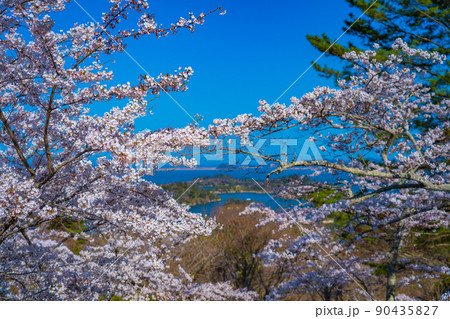 日本三景・松島 西行戻しの松公園から望む桜と青空の松島湾(宮城県松島町) 日本三景・松島 西行戻しの松公園から望む桜と青空の松島湾(宮城県松島町) 90435827