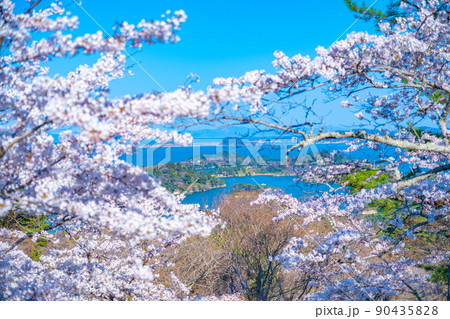 日本三景・松島 西行戻しの松公園から望む桜と青空の松島湾(宮城県松島町) 日本三景・松島 西行戻しの松公園から望む桜と青空の松島湾(宮城県松島町) 90435828