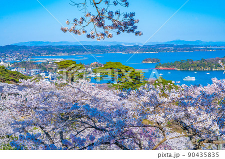 日本三景・松島 西行戻しの松公園から望む桜と青空の松島湾(宮城県松島町) 日本三景・松島 西行戻しの松公園から望む桜と青空の松島湾(宮城県松島町) 90435835