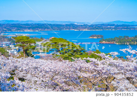 日本三景・松島 西行戻しの松公園から望む桜と青空の松島湾(宮城県松島町) 日本三景・松島 西行戻しの松公園から望む桜と青空の松島湾(宮城県松島町) 90435852