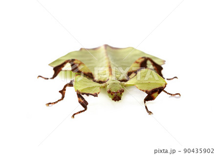 stick insect in studio stick insect in studio 90435902