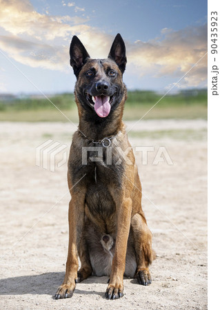training of belgian shepherd 90435923