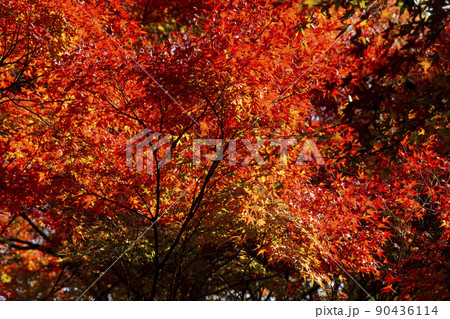 紅に染まる 90436114