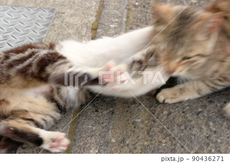 道ばたで取っ組み合いをしてじゃれる猫の写真 90436271