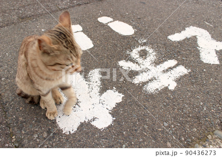 止まれの位置から走り出す瞬間の猫の写真　交通ルールのイメージなどに 90436273