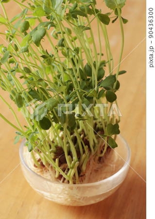 豆苗のリボベジ 90436300