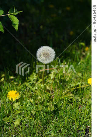 One round white dandelion grows among green grass and yellow flowers. 90436459