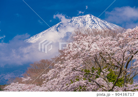 (静岡県)満開の桜、躍動する雲、富士山 (静岡県)満開の桜、躍動する雲、富士山 90436717