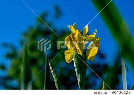 Amazing yellow iris flower on blue sky Amazing yellow iris flower on blue sky 90436828