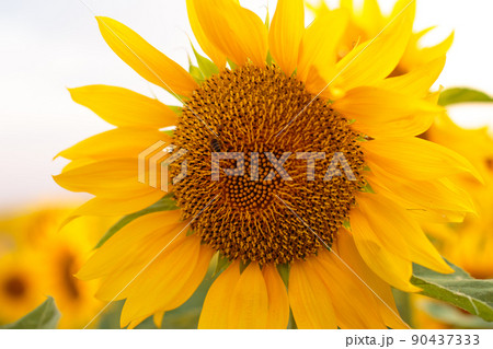 Sunflower close-up in the rays of the setting sun 90437333