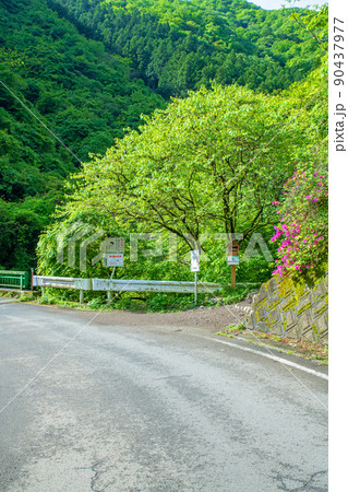 有馬ダム　名栗湖　湖畔　棒ノ嶺登山口　新緑の風景 90437977