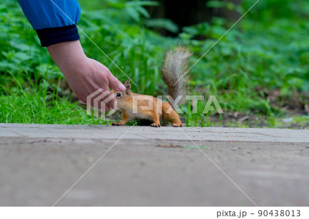 Squirrel wild nature portrait animal wildlife brown cute outdoor funny, for pretty beauty for curious from chipmunk black, rodent furry. Close sciurus inquiring, Squirrel wild nature portrait animal wildlife brown cute outdoor funny, for pretty beauty for curious from chipmunk black, rodent furry. Close sciurus inquiring, 90438013