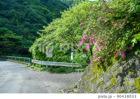 有馬ダム 名栗湖 湖畔 白谷橋 棒ノ嶺登山口 新緑の風景 有馬ダム 名栗湖 湖畔 白谷橋 棒ノ嶺登山口 新緑の風景 90438033