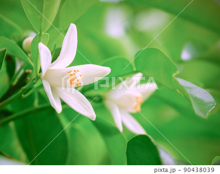 柚子花2 柚子花2 90438039