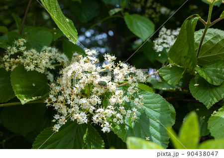 ニワトコの花2 90438047