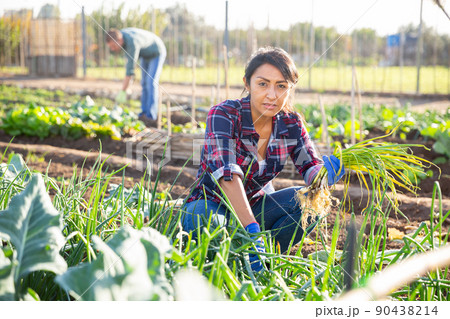 Hispanic female gardener harvesting green onions in garden bed Hispanic female gardener harvesting green onions in garden bed 90438214