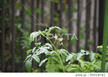 雨の朝のミニトマトの黄色い花 90438582