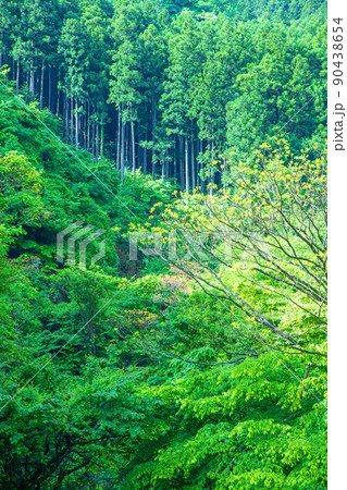 有馬ダム　名栗湖　湖畔　杉林　雑木林　春　新緑の風景 90438654