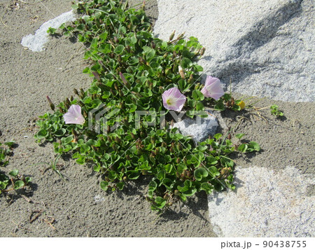 春の検見川浜にハマヒルガオの桃色の花 90438755