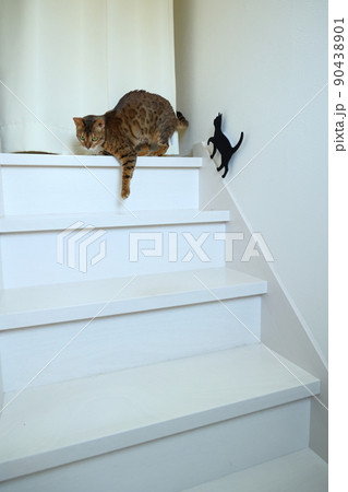 ヒョウ柄がとても綺麗なまだあどけない顔のベンガル 90438901