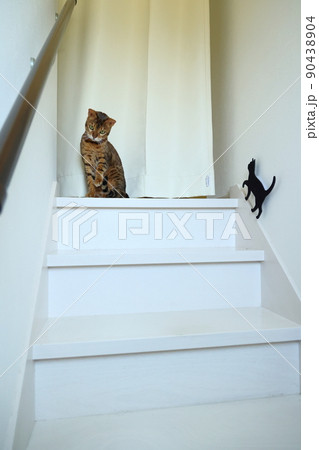 ヒョウ柄がとても綺麗なまだあどけない顔のベンガル 90438904