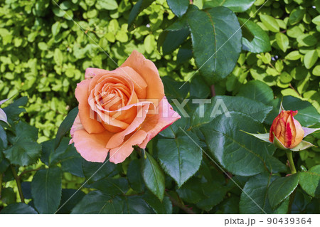 薔薇 薔薇 90439364