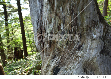 日光白根山登山、湯元ルート、栃木県 日光白根山登山、湯元ルート、栃木県 90439419