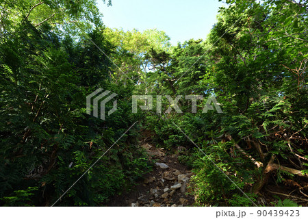 日光白根山登山、湯元ルート、栃木県 90439423