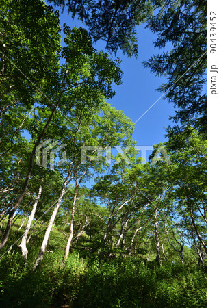日光白根山登山、湯元ルート、栃木県 90439452
