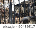 猫 野良猫 狙う目 猫 野良猫 狙う目 90439517