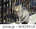猫 日向ぼっこ 猫 日向ぼっこ 90439518
