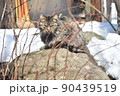 獲物を狙う猫 屋外 獲物を狙う猫 屋外 90439519